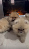 Additional photos: Pomeranian puppies