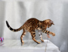 Photo №3. Gorgeous Bengal cat. Belarus