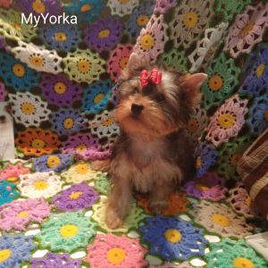 Photo №2 to announcement № 3888 for the sale of yorkshire terrier - buy in Russian Federation breeder