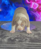 Additional photos: American bully puppies