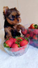 Photo №1. yorkshire terrier - for sale in the city of Балыкесир | 500$ | Announcement № 46212