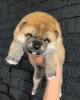 Photo №4. I will sell shiba inu in the city of Kazan. private announcement - price - negotiated