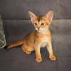 Photo №2 to announcement № 91918 for the sale of abyssinian cat - buy in Latvia from nursery