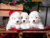 Photo №2 to announcement № 29028 for the sale of samoyed dog - buy in Slovakia private announcement