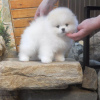 Additional photos: pomeranian