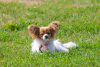 Photo №4. I will sell papillon dog in the city of Minsk. from nursery - price - 1183$