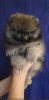 Photo №1. pomeranian - for sale in the city of Kiev | 3084$ | Announcement № 8666