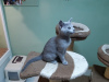 Photo №1. russian blue - for sale in the city of Антверпен | 211$ | Announcement № 123518