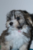 Photo №1. havanese dog - for sale in the city of Москва | negotiated | Announcement № 18110