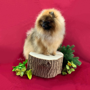 Photo №3. Pomeranian Spitz. Russian Federation