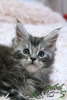 Photo №3. Maine Coon boy black marble on silver. Russian Federation