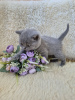 Photo №4. I will sell british shorthair in the city of Tolyatti. breeder - price - negotiated