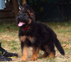 Additional photos: Beautiful dsh German Shepherd puppies.