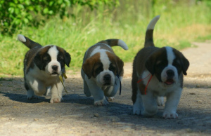 Photo №2 to announcement № 2894 for the sale of st. bernard - buy in Russian Federation from nursery