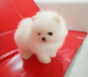 Photo №2 to announcement № 23729 for the sale of pomeranian - buy in Germany 