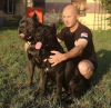 Photo №1. cane corso - for sale in the city of Салоники | 416$ | Announcement № 24819