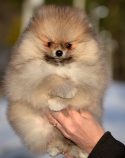 Additional photos: Spitz puppy