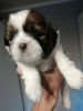 Photo №4. I will sell lhasa apso, shih tzu in the city of Daugavpils. private announcement, from nursery, breeder - price - 634$
