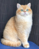 Photo №2 to announcement № 97192 for the sale of british shorthair - buy in Ukraine from nursery