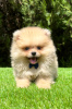 Additional photos: Pomeranian (BOO) male