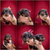 Photo №3. Doberman puppies for sale. Serbia