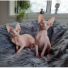 Photo №1. sphynx cat - for sale in the city of Zürich | Is free | Announcement № 96405