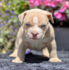 Photo №1. american bully - for sale in the city of Bucharest | Is free | Announcement № 109533