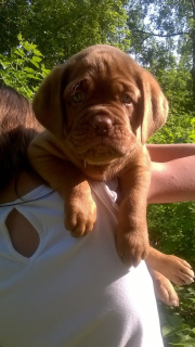 Additional photos: Dog Bordeaux puppies for sale (p.27.03.2019)