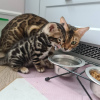 Photo №4. I will sell bengal cat in the city of Minsk. from nursery, breeder - price - negotiated