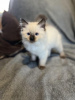 Photo №1. ragdoll - for sale in the city of Франкфурт-на-Майне | 211$ | Announcement № 123675