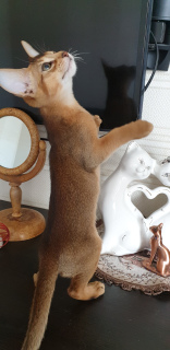 Additional photos: The nursery Simmuron offers to sell Abyssinian girl of wild color as a house.