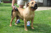 Photo №2 to announcement № 110398 for the sale of boerboel - buy in Serbia breeder