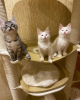Photo №2 to announcement № 93599 for the sale of turkish angora - buy in Germany private announcement, breeder