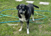 Photo №2 to announcement № 103863 for the sale of non-pedigree dogs - buy in Belarus private announcement