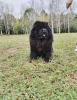 Photo №3. Chow Chow dogs for sale. Serbia