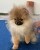 Photo №4. I will sell pomeranian in the city of Belegiš. breeder - price - negotiated