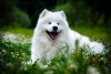 Photo №1. Mating service - breed: samoyed dog. Price - 538$