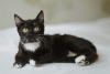 Photo №3. Kittens Black and Knight are urgently looking for a home. Belarus