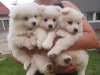 Photo №1. german spitz - for sale in the city of Москва | negotiated | Announcement № 17970