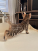 Photo №1. bengal cat - for sale in the city of Веллингтон | negotiated | Announcement № 25657