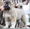 Additional photos: Caucasian Shepherd puppies