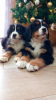 Photo №4. I will sell bernese mountain dog in the city of Bocar. breeder - price - negotiated