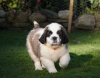 Photo №1. st. bernard - for sale in the city of Stockholm | negotiated | Announcement № 96320