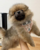 Additional photos: Pomeranian baby