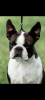 Additional photos: Boston terriers