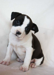 Photo №3. Pedigree kennel RKF / FCI offers for sale high-quality puppies American. Russian Federation