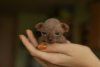 Additional photos: Sphynx kittens