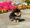 Additional photos: Beautiful Pomeranian Spitz puppy