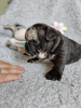 Photo №2 to announcement № 95619 for the sale of french bulldog - buy in Serbia 