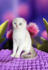 Photo №3. Scottish fold cat. Ukraine